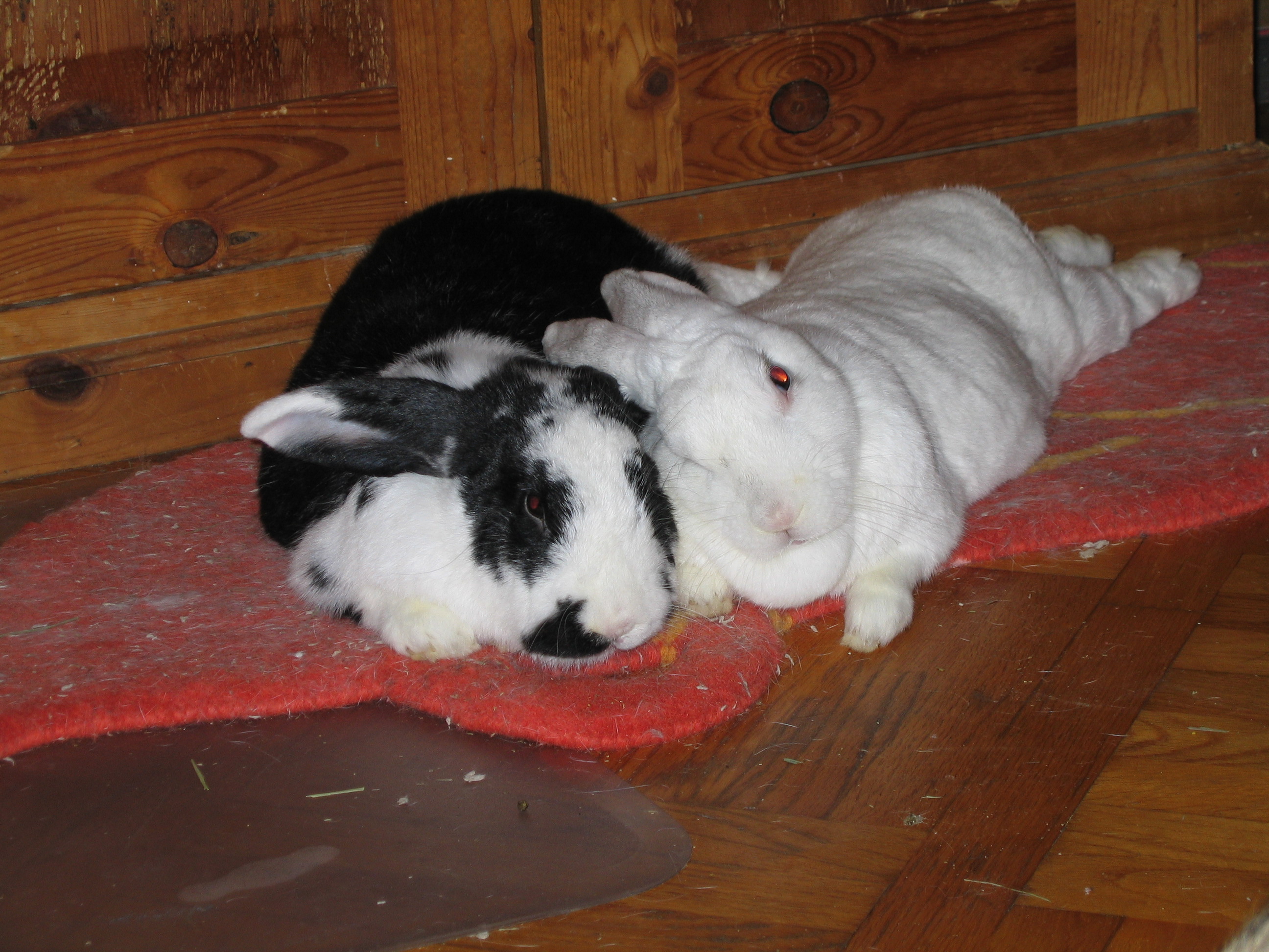bonding female rabbits