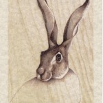Curiosa portrait of a hare (599x800)
