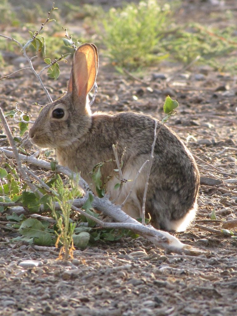 Help! I’ve found a bunny! New Mexico House Rabbit Society