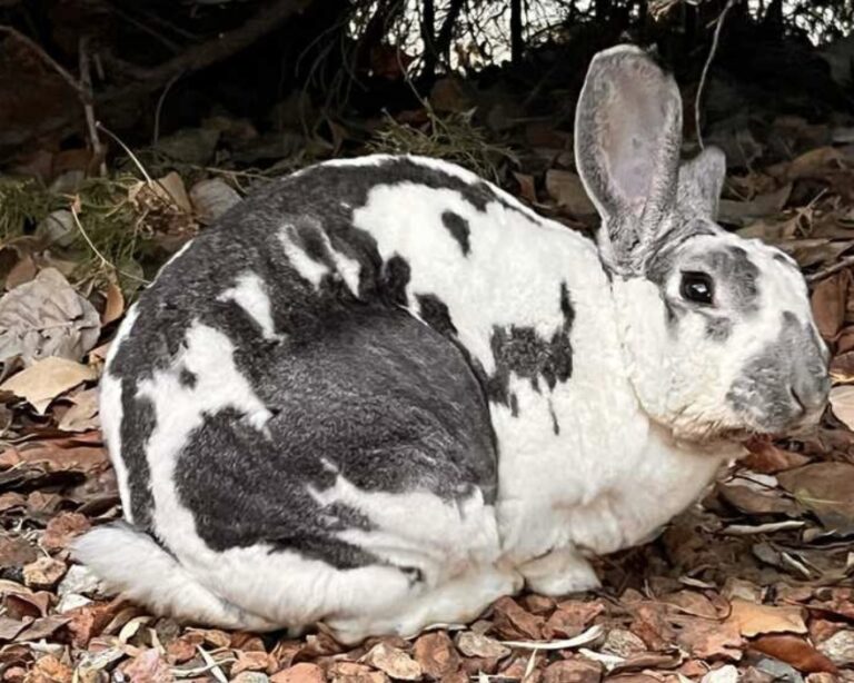 Our Medical Foster Rabbits – New Mexico House Rabbit Society