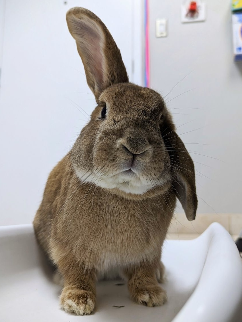 Our Medical Foster Rabbits – New Mexico House Rabbit Society