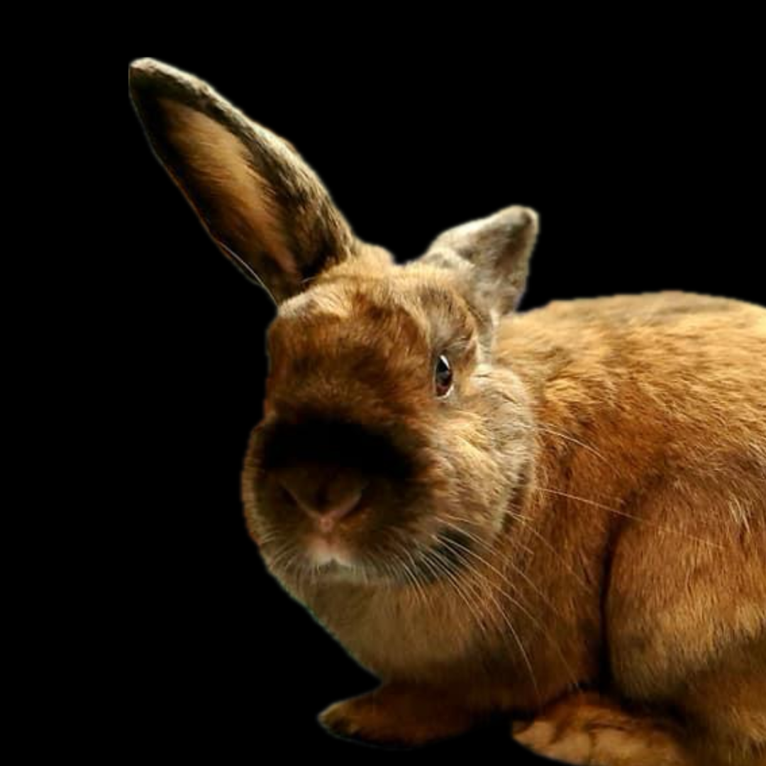 Our Medical Foster Rabbits – New Mexico House Rabbit Society