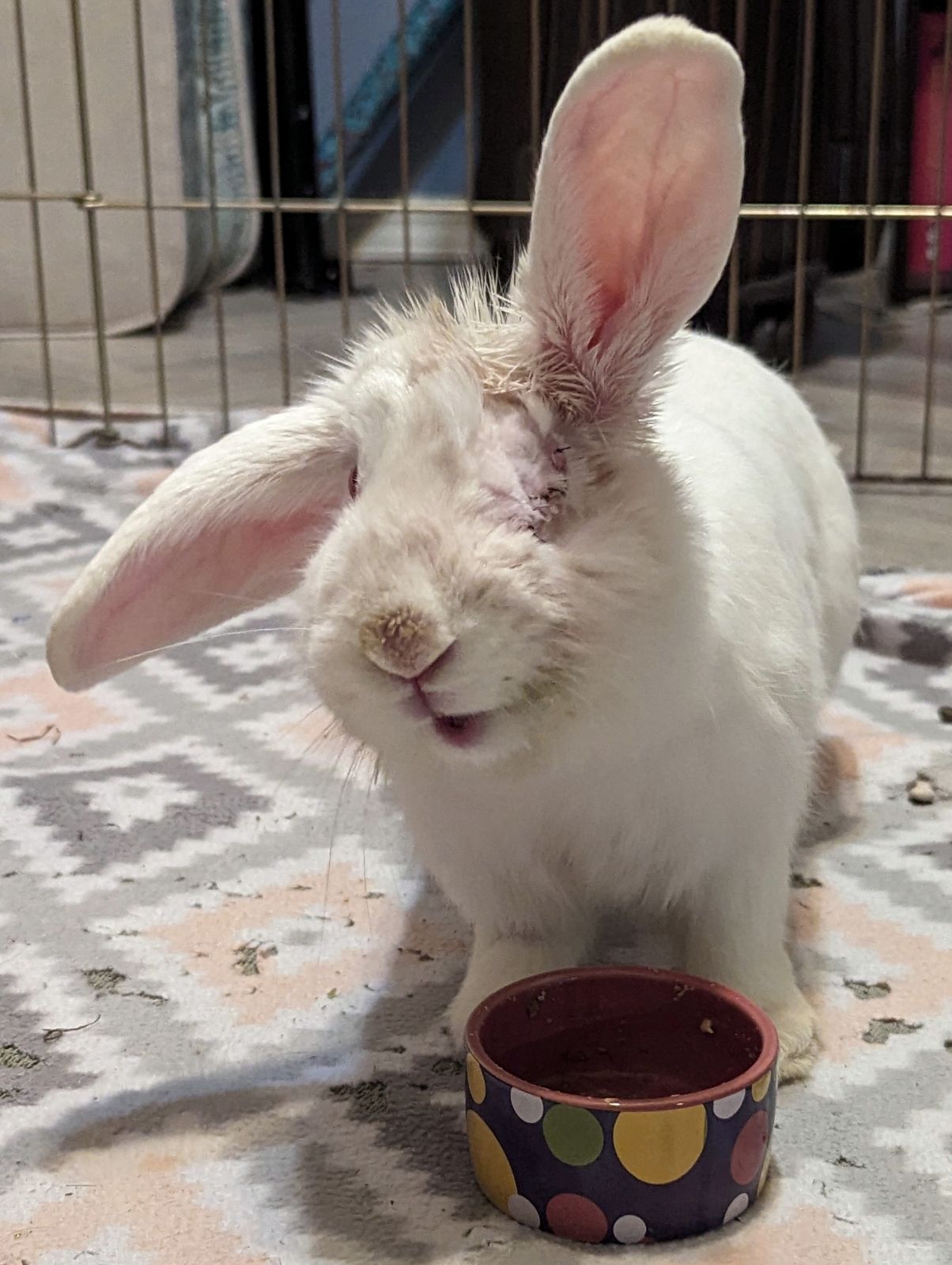 Our Medical Foster Rabbits – New Mexico House Rabbit Society