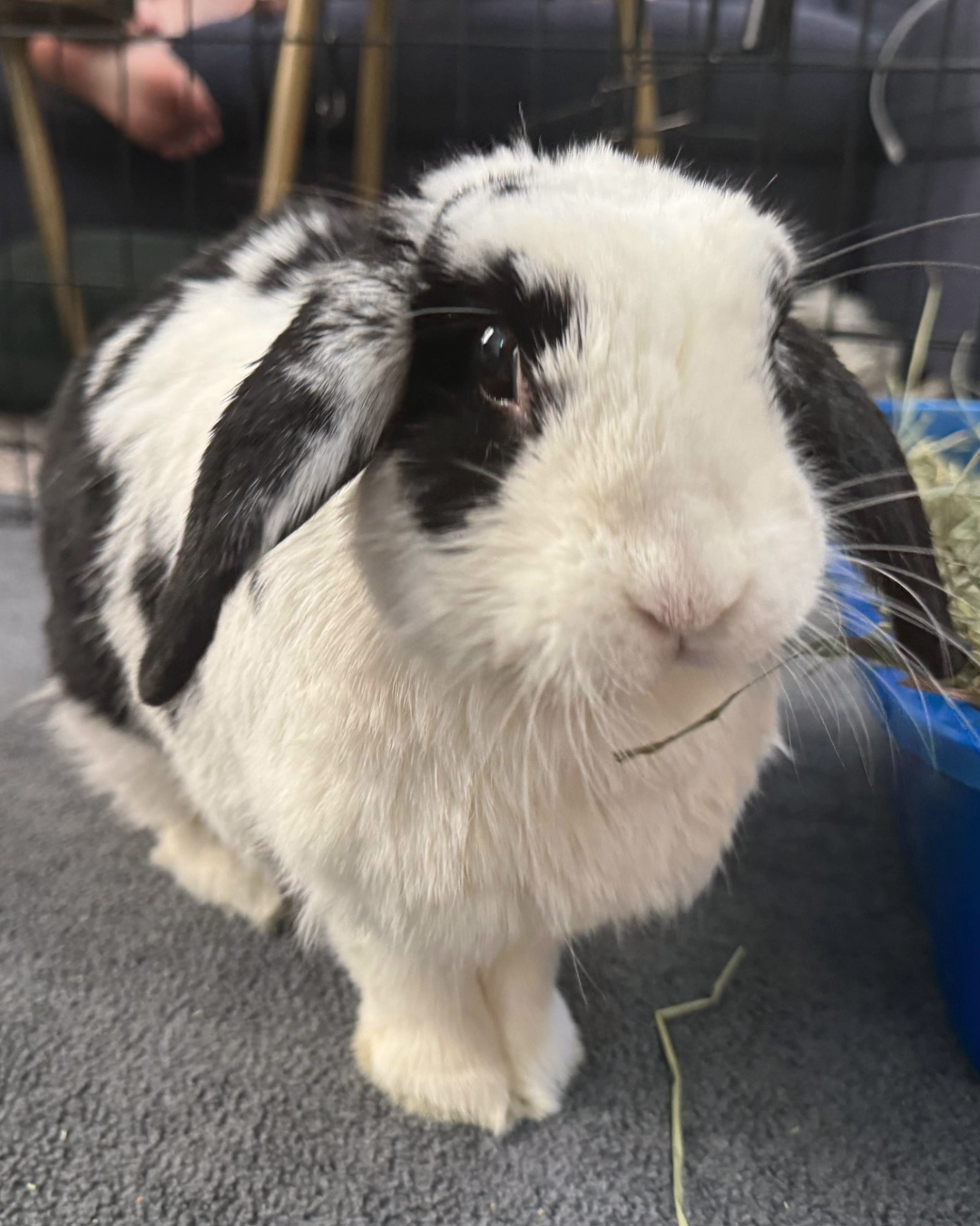 Our Medical Foster Rabbits – New Mexico House Rabbit Society